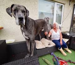 दुनिया के सबसे कुत्ते बड़ा कुत्ते